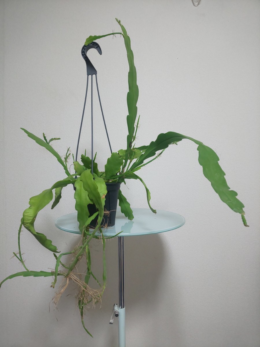 ビバーテール　エピフィラム　Epiphyllum Beavertail　ビーバーテール　観葉植物　多肉植物　サボテン　リプサリス　クジャクサボテン レア_画像2