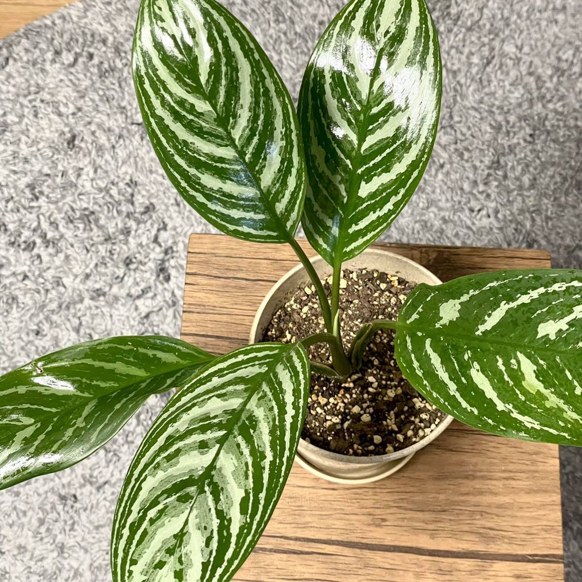 ★ 本物！ アグラオネマ ニティドゥームカーティシー ★ (Aglaonema nitidum curtisii) 良株_画像2