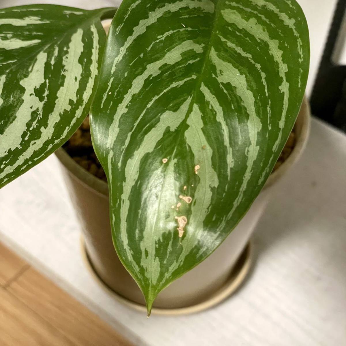 ★ 本物！ アグラオネマ ニティドゥームカーティシー ★ (Aglaonema nitidum curtisii) 良株です。_画像8