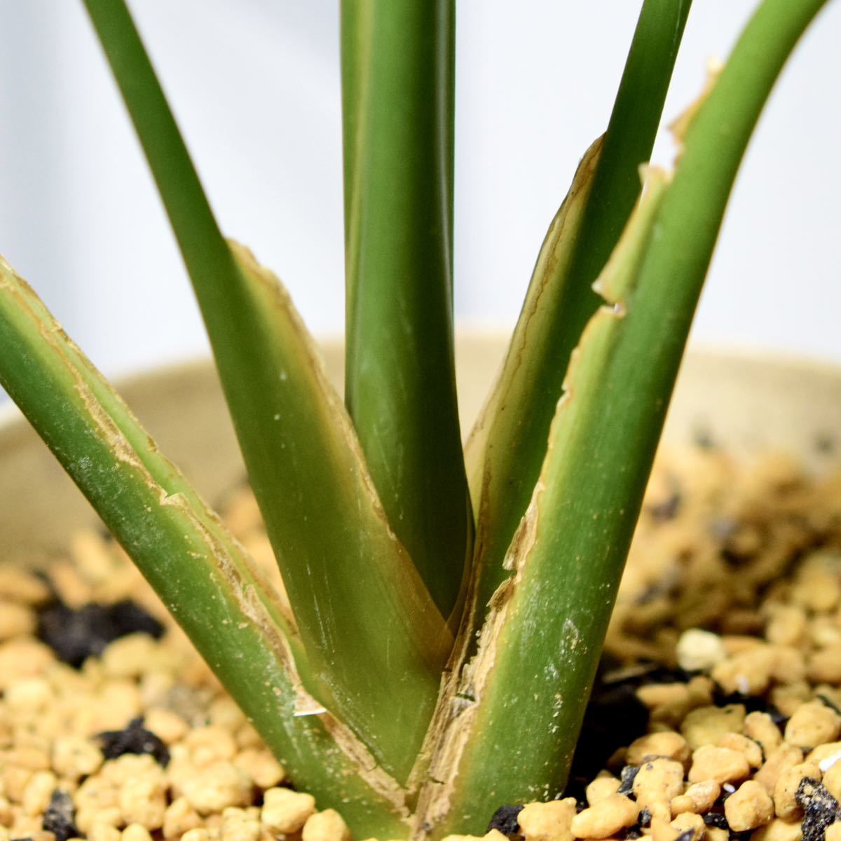 ★ 本物！ アグラオネマ ニティドゥームカーティシー ★ (Aglaonema nitidum curtisii) 良株です。_画像9