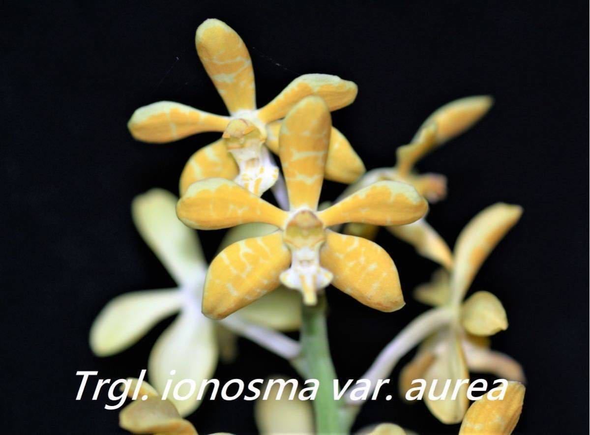 (^。 ^)(44)洋蘭原種, Trichoglottis ionosma var. aurea x sib_開花例