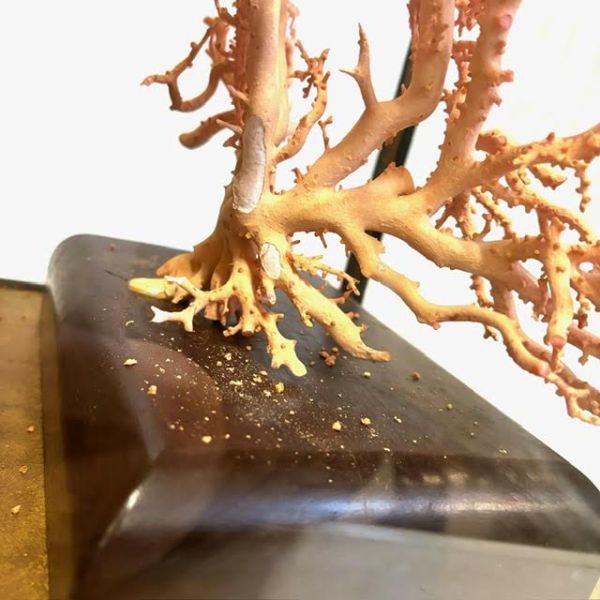 仙11 ピンク珊瑚 原木 置物 オブジェ ガラスケース付き コーラル サンゴ 桃珊瑚 インテリア_画像10