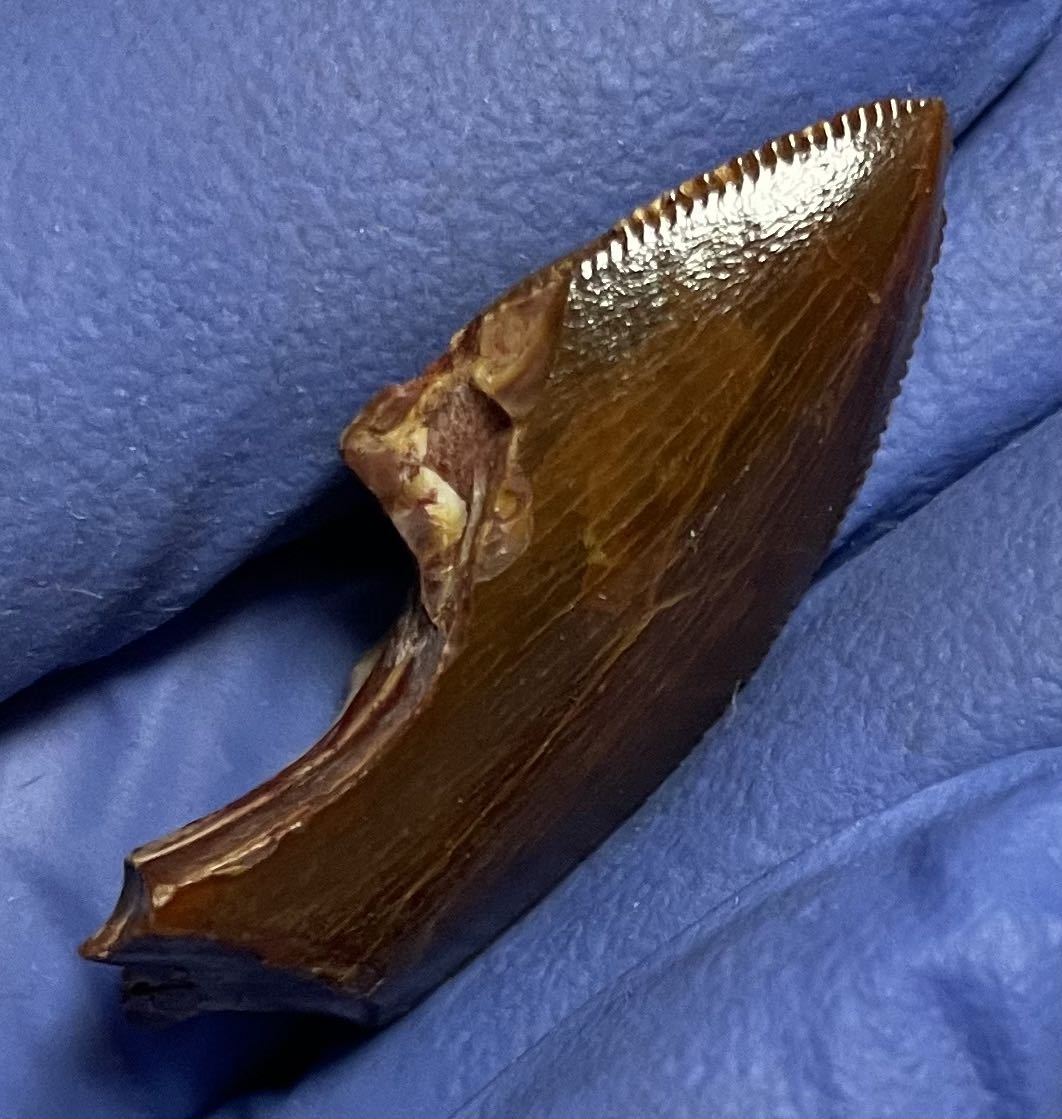 karu Caro Don tosaurus. tooth dinosaur fossil 