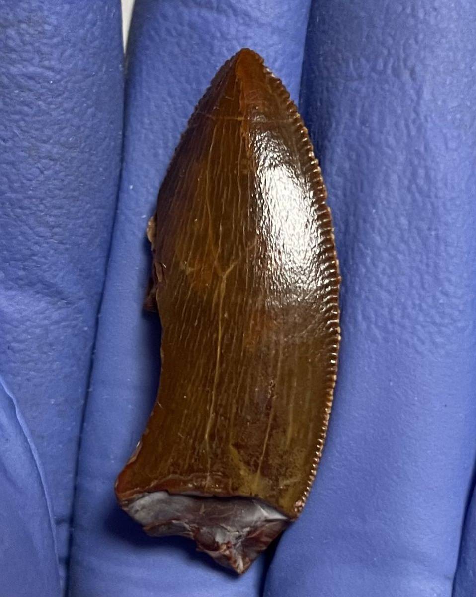 karu Caro Don tosaurus. tooth dinosaur fossil 