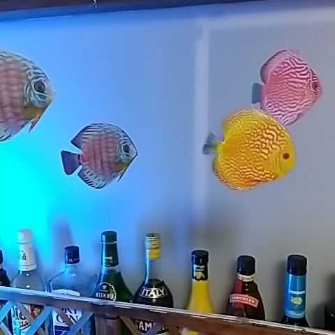 ＊ ディスカス 6匹 熱帯魚 モビール 綺麗な魚 フレンステッド ではないです。 魚 モンテッソーリ にオススメ Flensted ではない！_画像5