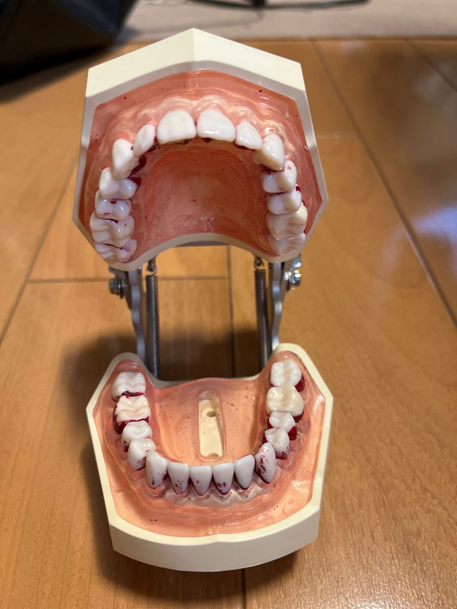NISSIN歯科衛生士模型色々セット！！
