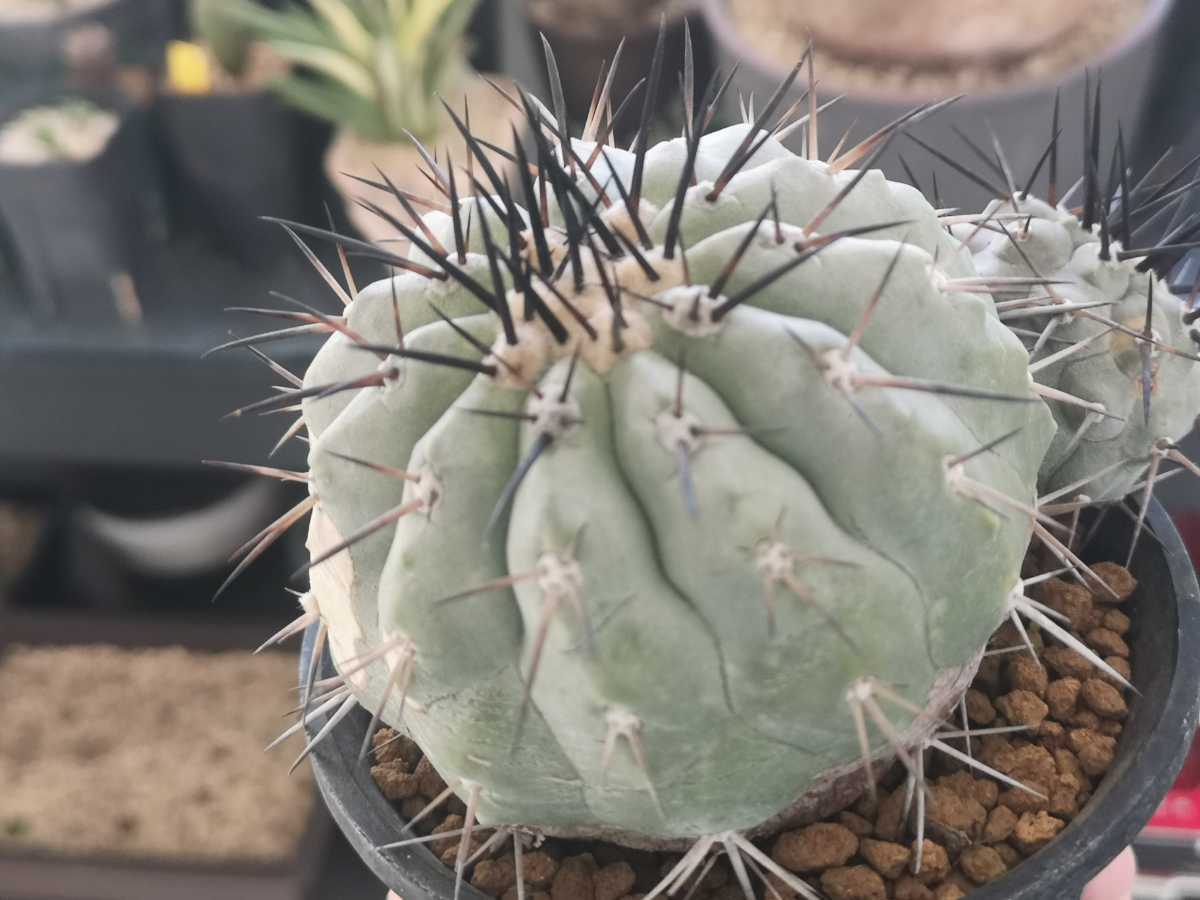 ★コピアポア 黒王丸 強刺肌白 Copiapoa cinerea ウチワ台付き 検 コルムナアルバ コピアポア シネレア 孤竜丸 黒王丸_画像2