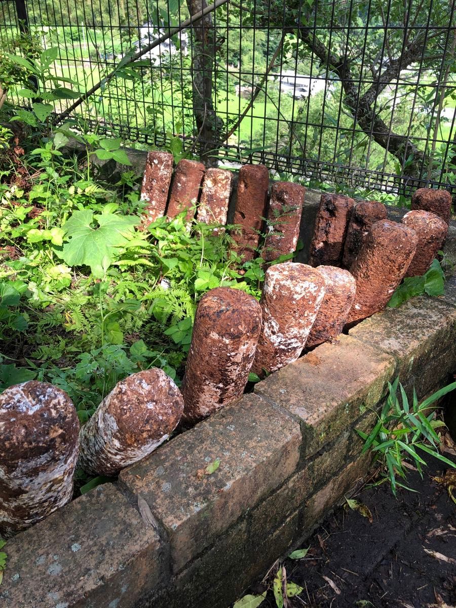 カブトムシ&クワガタ菌床昆虫マット ！！栄養補給 ！！しいたけ廃菌床ブロック×2本♪