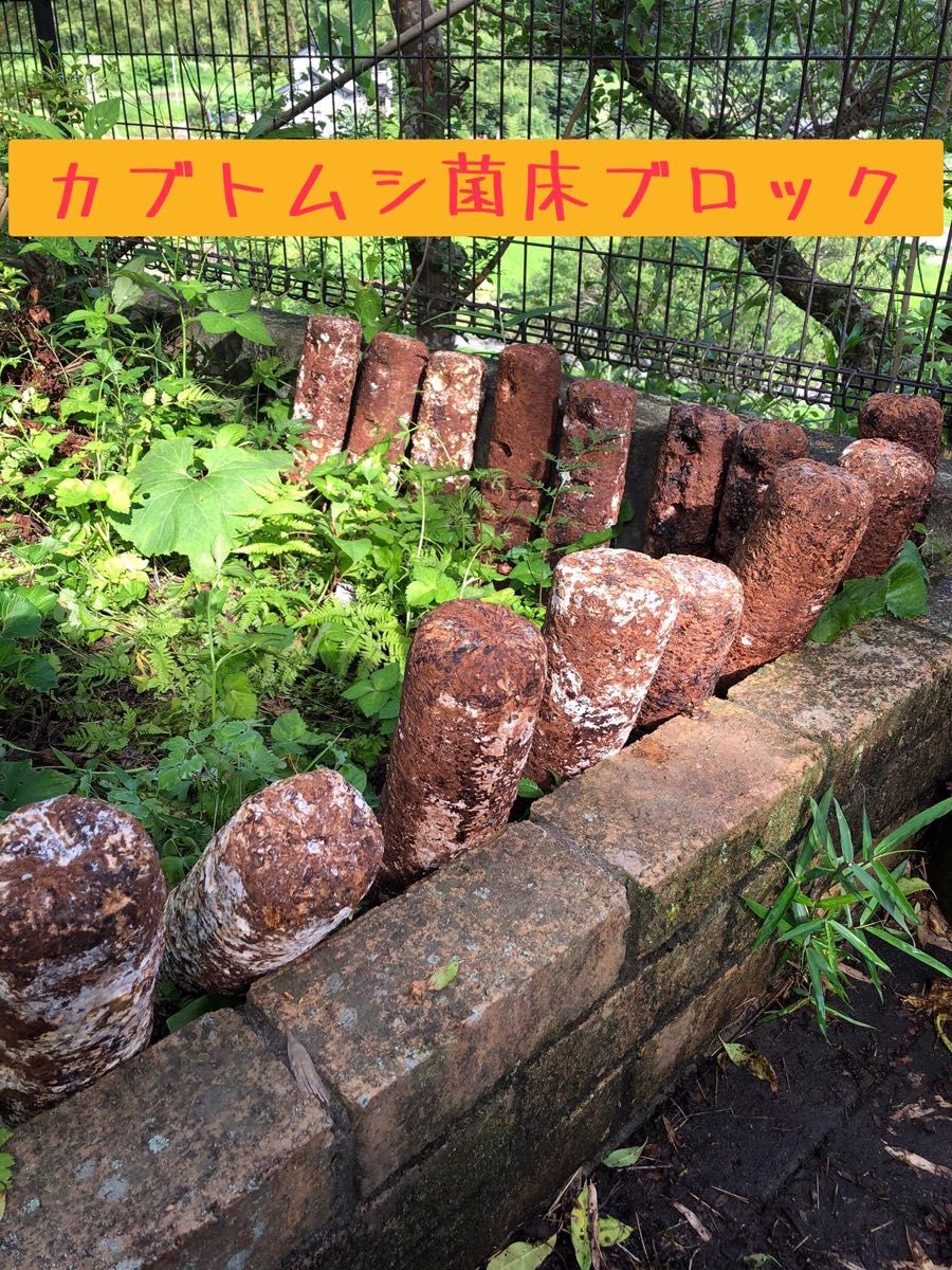 カブトムシ&クワガタ菌床昆虫マット！！栄養補給 ♪しいたけ廃菌床ブロック×8本♪