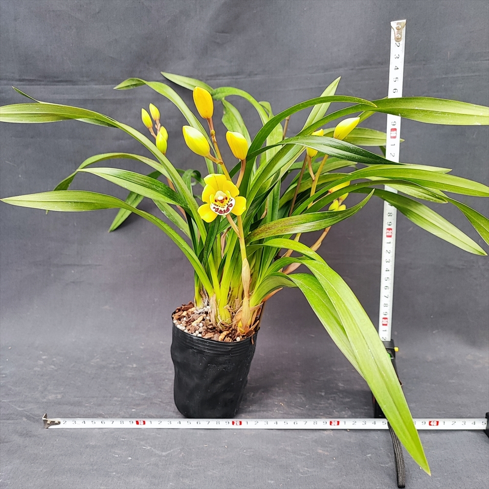 16.☆洋蘭シンビジューム(Cymbidium)属☆ Cym. ‘小虎’【和蘭】 花蕾付 80 size_画像2