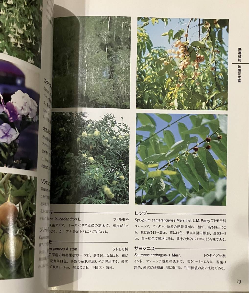 ... that flower pavilion guidebook international flower . green. . viewing .1990 year . obi plant / cactus * succulent plant / height mountain * ultimate ground plant / medicine for plant 