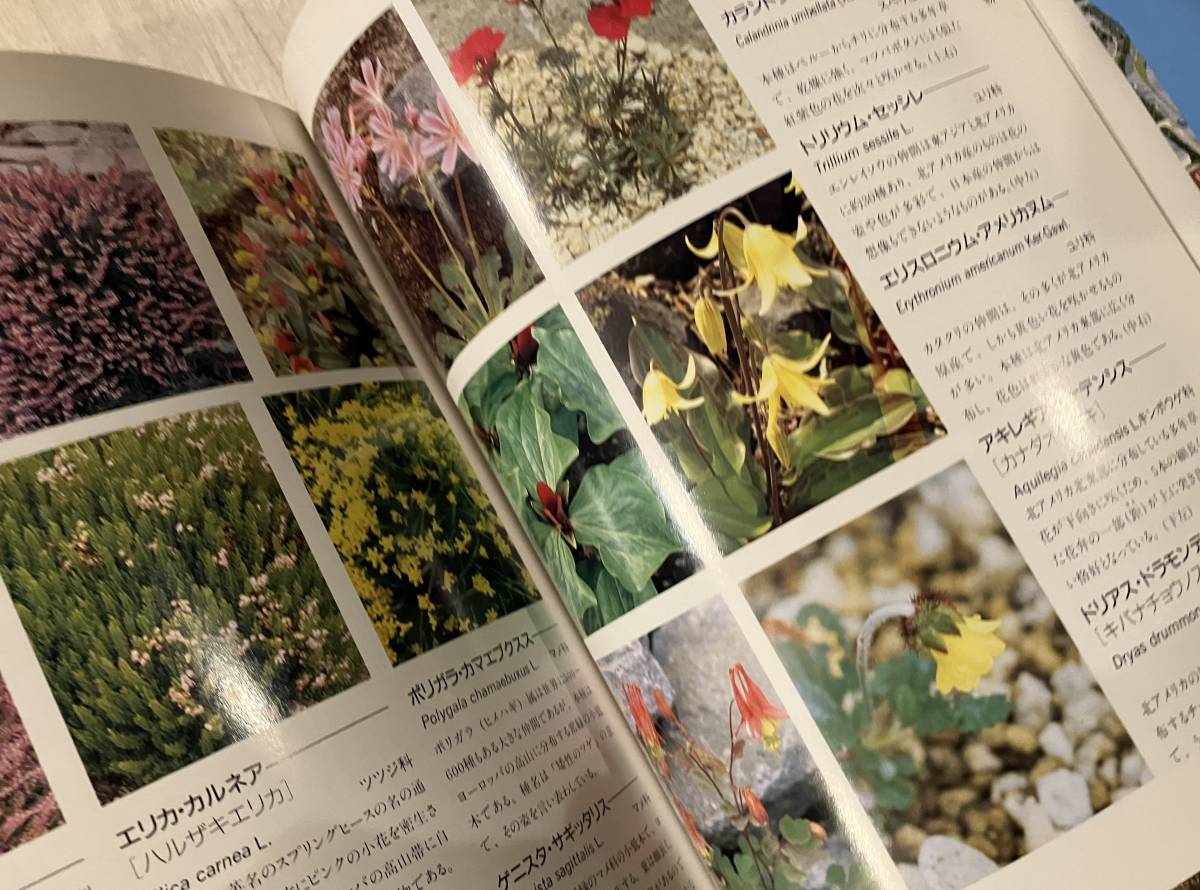... that flower pavilion guidebook international flower . green. . viewing .1990 year . obi plant / cactus * succulent plant / height mountain * ultimate ground plant / medicine for plant 