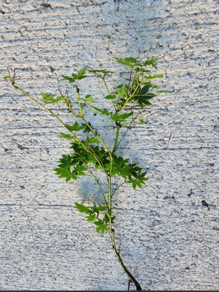 MINIモミジ　紅葉　苔玉　盆栽 　盆栽 苔　苔テラリウム　_画像3