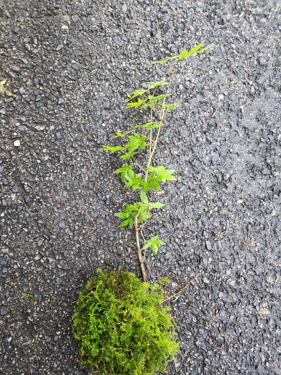 MINIモミジ　紅葉　苔玉　盆栽 　盆栽 苔　苔テラリウム　_画像7