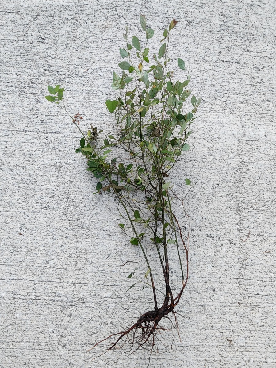 クロモジ　苗木　園芸　庭木　観葉植物　香木　アロマ_画像1