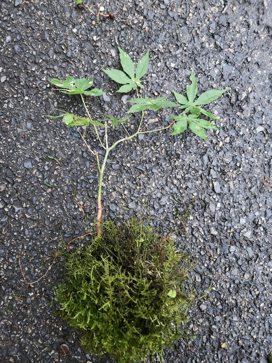 MINI紅葉　モミジ　苔玉　盆栽 　盆栽 苔　苔テラリウム　_画像7