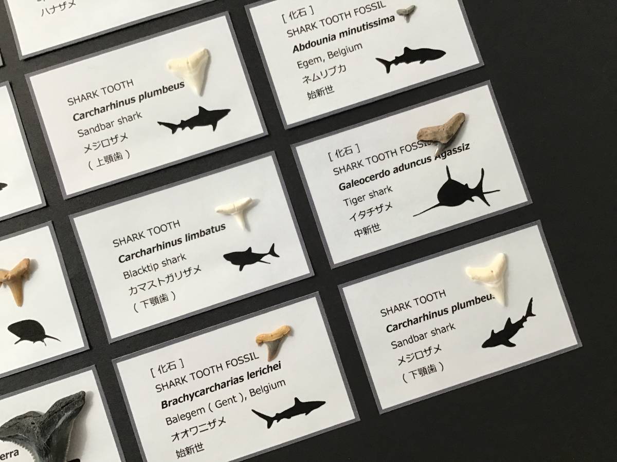サメの歯 20点 セット [Z574] カマヒレザメ イタチザメ アオザメ シュモクザメ ハンマーヘッドシャーク オオメジロザメ 20種 セット_画像5