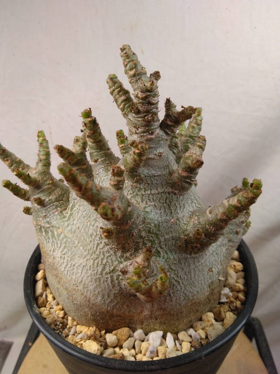 送料込【ドワーフ多頭極太28cm】アデニウムドワーフ セラアート4号ロングごと発送 adenium dwarf arabicum　BH43_画像1