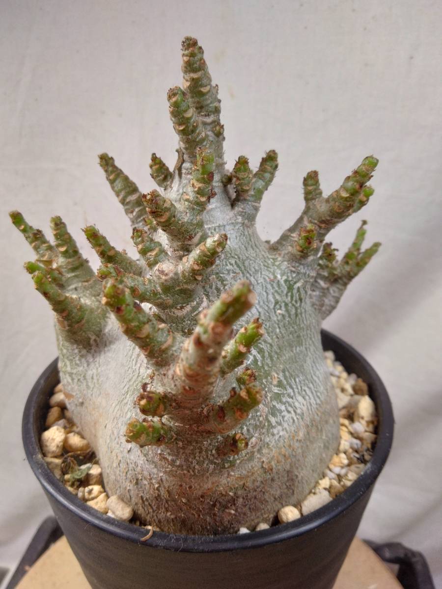 送料込【ドワーフ多頭極太28cm】アデニウムドワーフ セラアート4号ロングごと発送 adenium dwarf arabicum　BH43_画像5