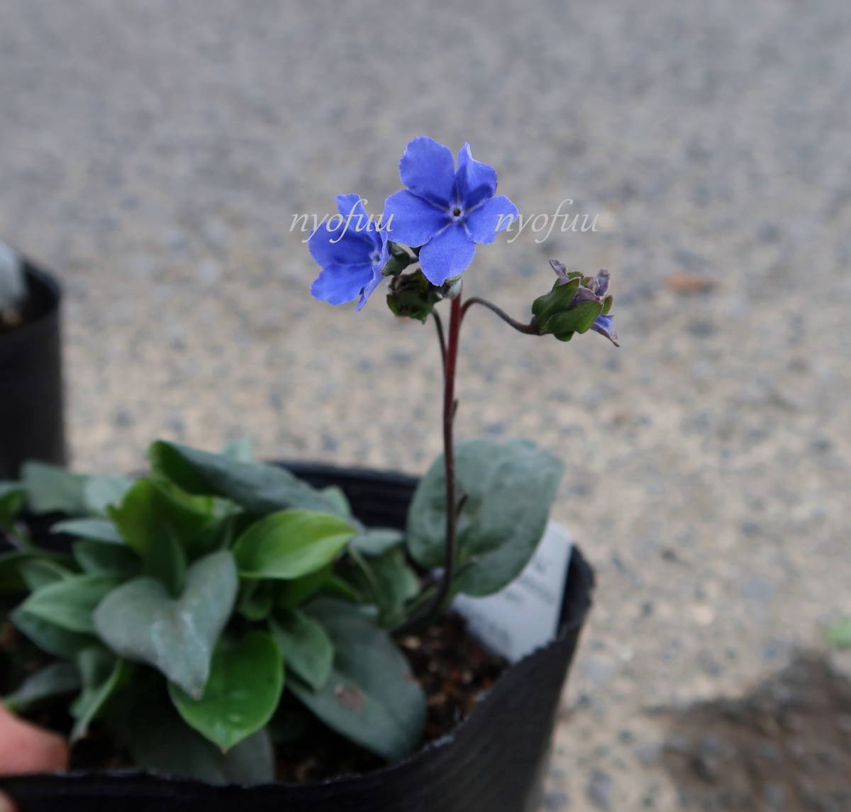 ∮ 来年用 オンファロデス チェリーイングラム 4号 青 ブルー カッパドキカ 宿根草 耐寒 草花 地植え 鉢植え 庭植え ガーデニング　②_開花時