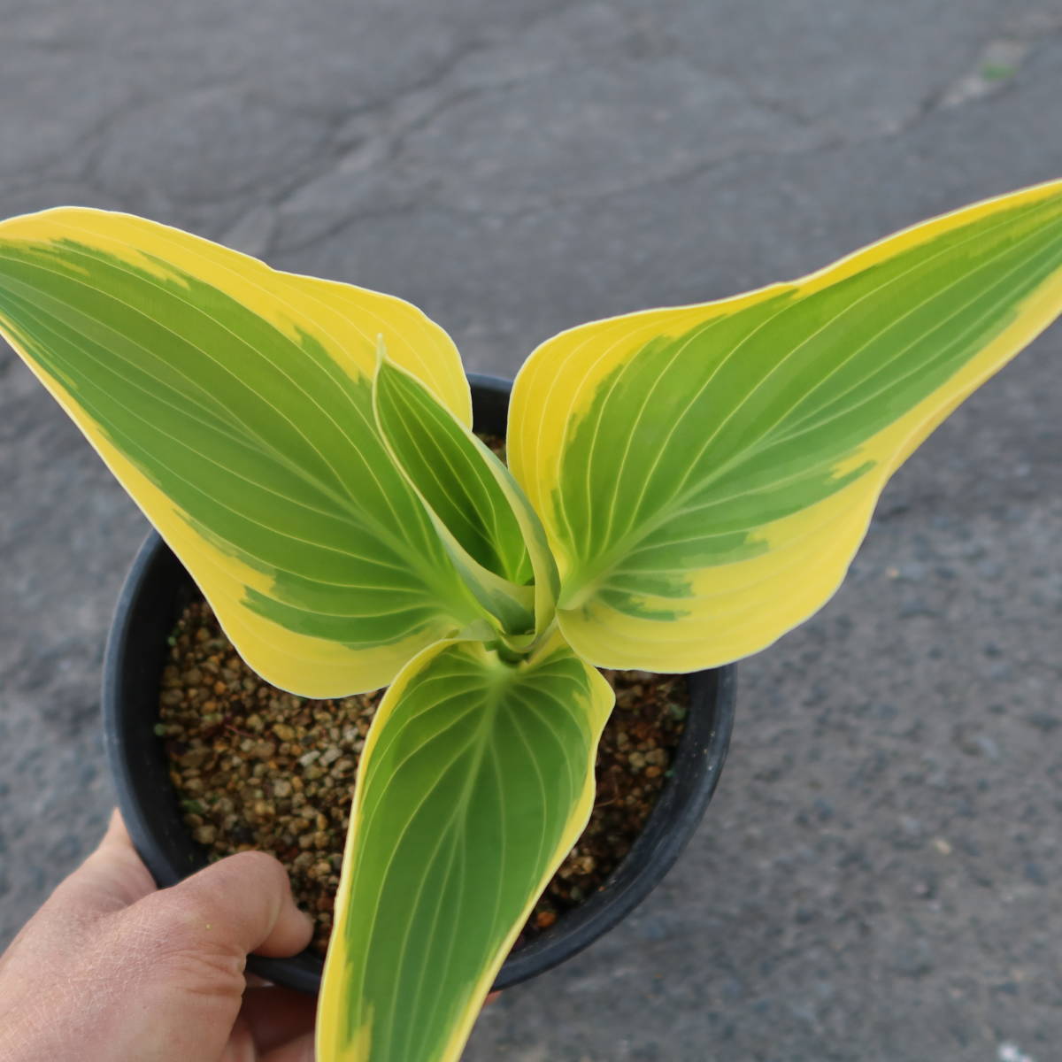 ∮ サガエギボウシ 皇帝 現品① 寒河江ギボウシ 耐寒 宿根草 草花 山野草 庭植え 地植え 鉢植え ガーデニング 寒河江 ギボウシ サガエ_葉の展開時