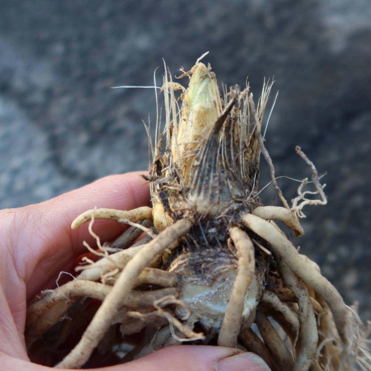 ∮ サガエギボウシ 皇帝 現品① 寒河江ギボウシ 耐寒 宿根草 草花 山野草 庭植え 地植え 鉢植え ガーデニング 寒河江 ギボウシ サガエ_お届けする苗　植え込んだ鉢をお送りします