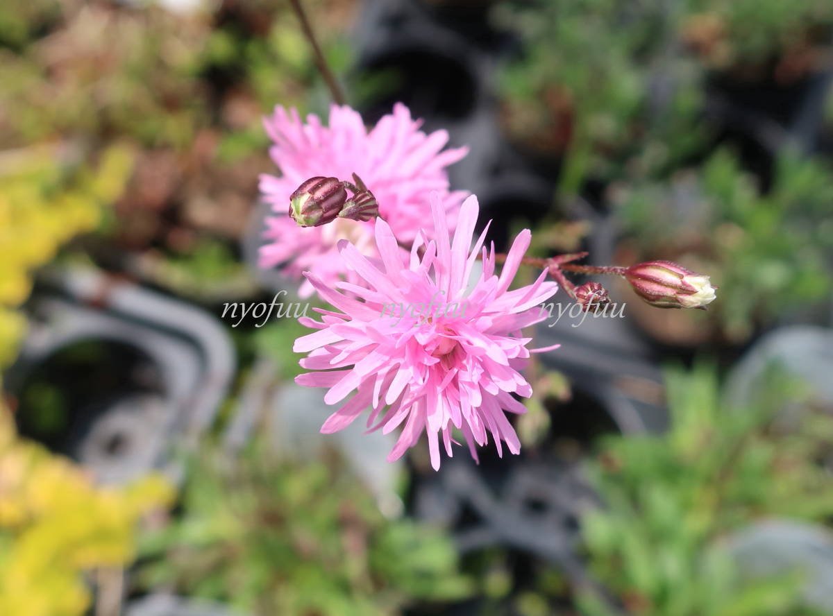 ∮ 華やか 八重咲き リクニス ペティット ジェニー 耐寒 宿根草 草花 地植え 庭植え 鉢植え ガーデニング_画像2