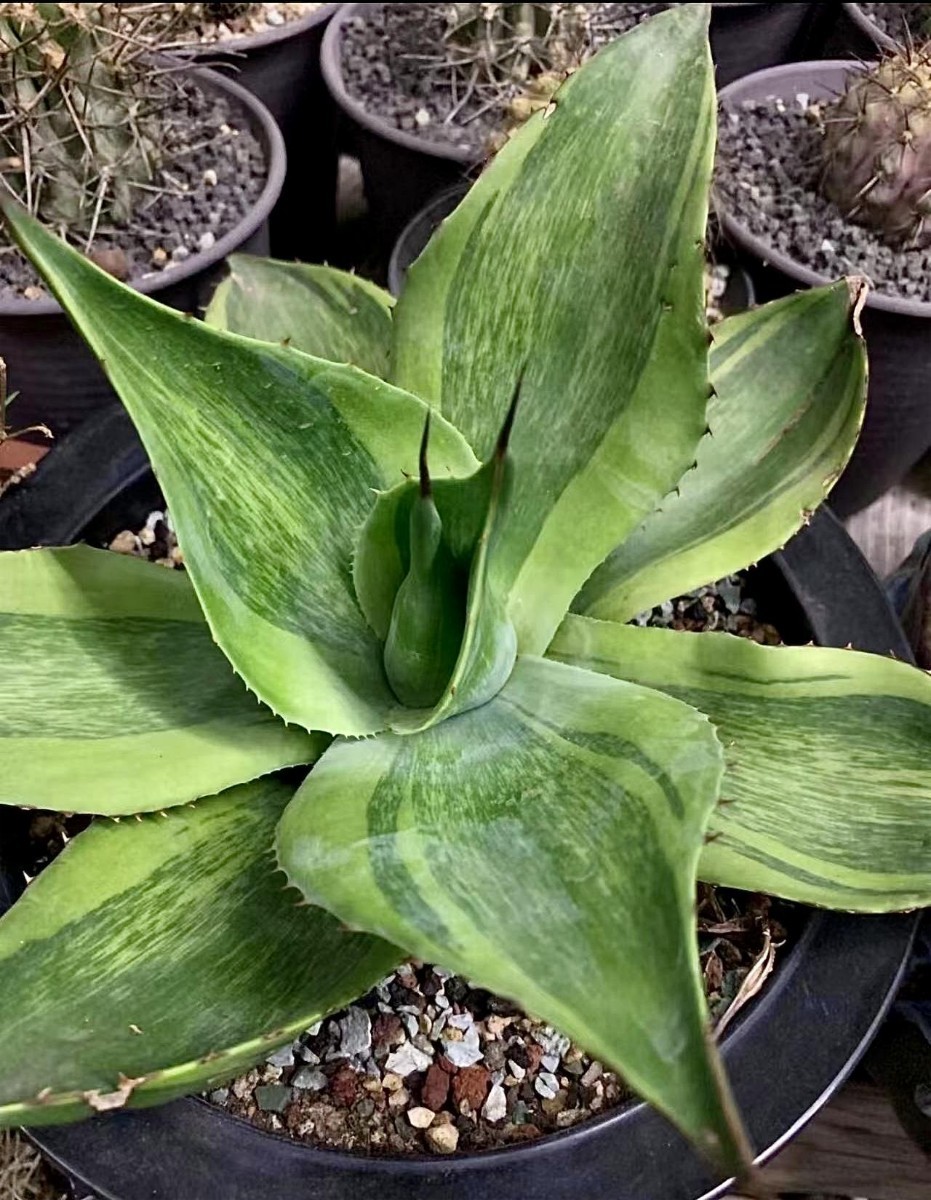 MM35 新種 先発 agave ovatifolia killer watermelon 株を厳選 極上子株_画像1