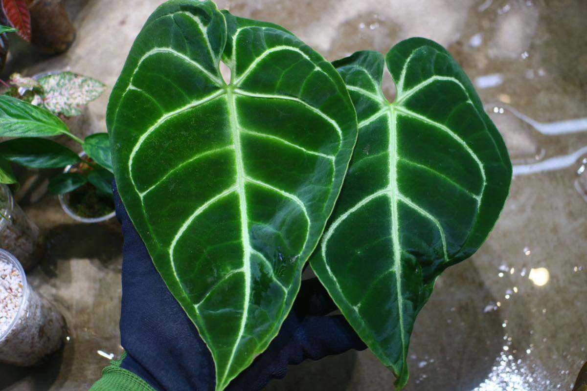 3年保証』 アンスリウム レガレ 植物/観葉植物 - creidsurfaces.com