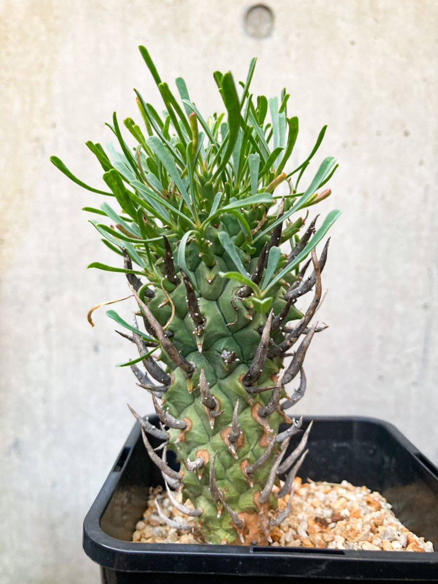 Euphorbia schoenlandii E397【良型】 闘牛角 ユーフォルビア スコエランディ_画像2