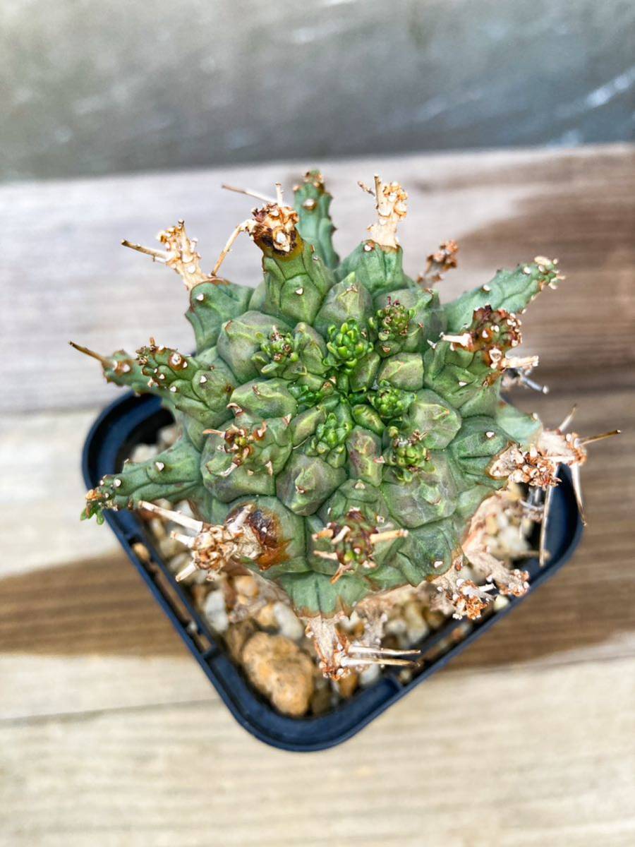 Euphorbia decepta E420【良型】 ユーフォルビア デセプタ_画像5