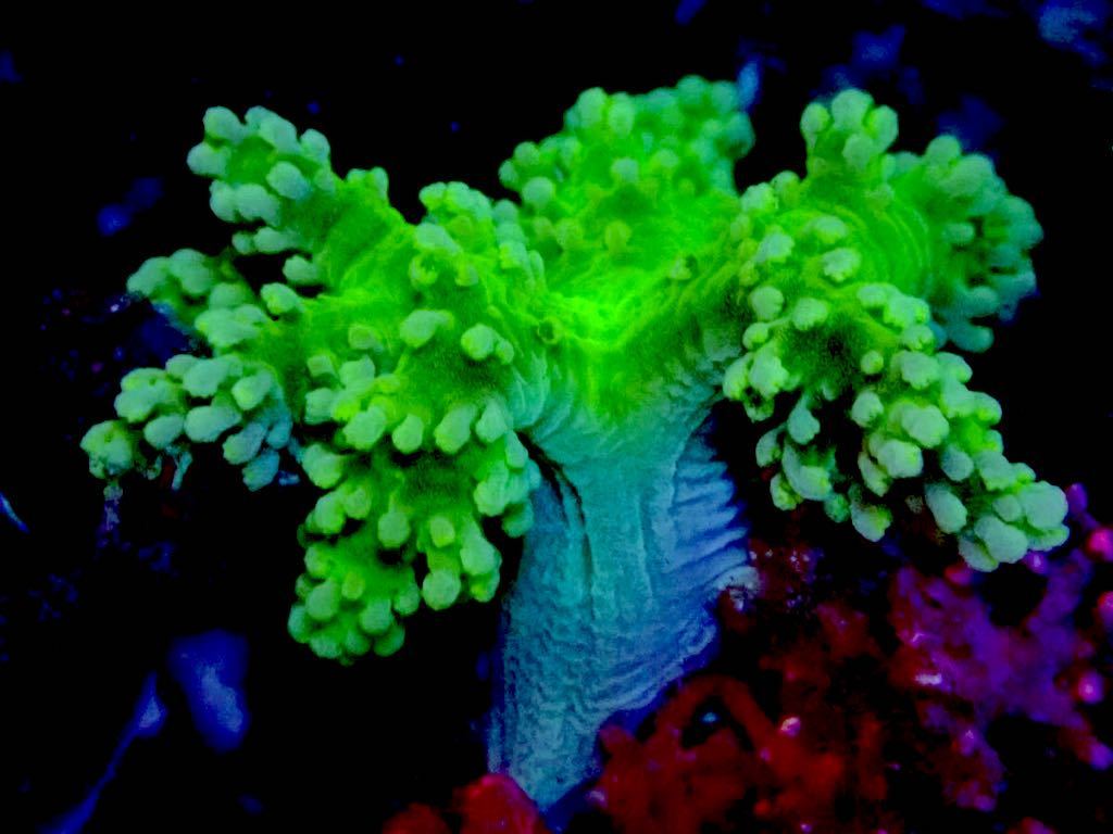 【New aquarium】【サンゴ】カワラフサトサカ メタリックグリーンＮｏ．2 ±6cm 海水魚 個体販売_画像2