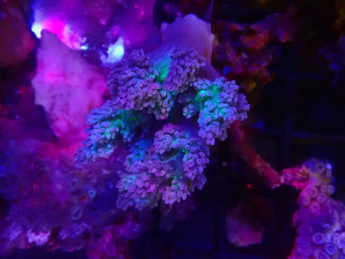 1円出品！！【New aquarium】【サンゴ】 カワラフサトサカ メタリックグリーン混ざり Ｎｏ．2 ±6cm 海水魚 個体販売_画像5