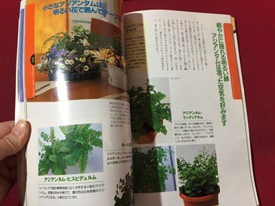 ｓ◆　1997年　NHK 趣味の園芸 8月号　サギソウ　夏の庭木のせん定 他　日本放送出版局　書籍のみ　書籍　雑誌　/M97上_画像3