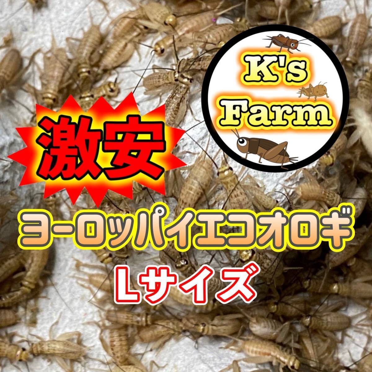 特定お客様専用1匹イエコオロギ　他の方は落札しないで下さい　削除します。_ヨーロッパイエコオロギLsize