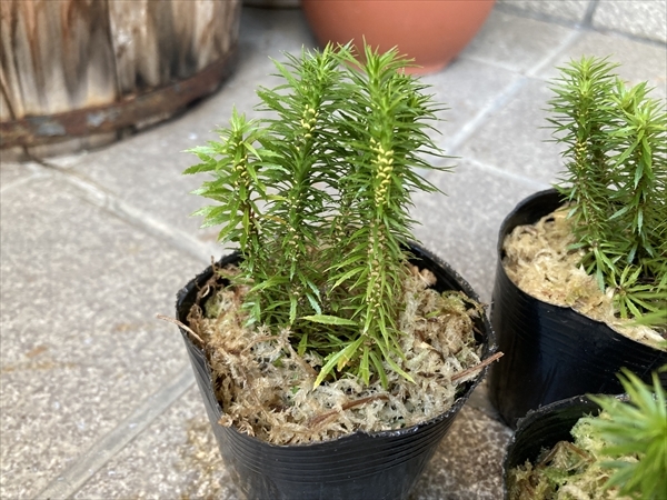 ■京都産 トウゲシバ H6㎝前後 峠芝 / シダ植物 苔テラリウム パルダリウム 苔玉 盆栽 お庭にも 管M_画像2