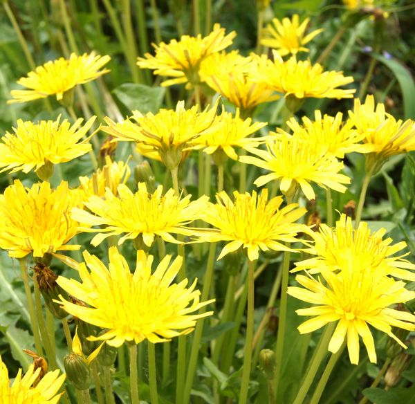 ■京都産　カンサイタンポポの種　50粒　関西たんぽぽのタネ　Kansai Dandelion かんさいたんぽぽ　_画像7