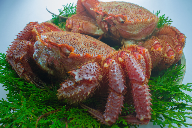 【かに屋】年末・配送・同梱可能　稚内産ボイル毛蟹　活時約1250ｇ　炊き上がり時約950ｇ　年末は商品希少につき、お早目のご準備を！_画像4