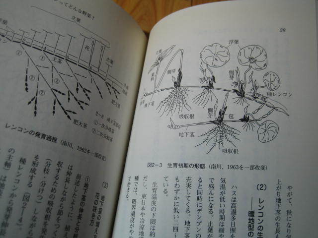 レンコン　栽培から加工・販売まで_画像6