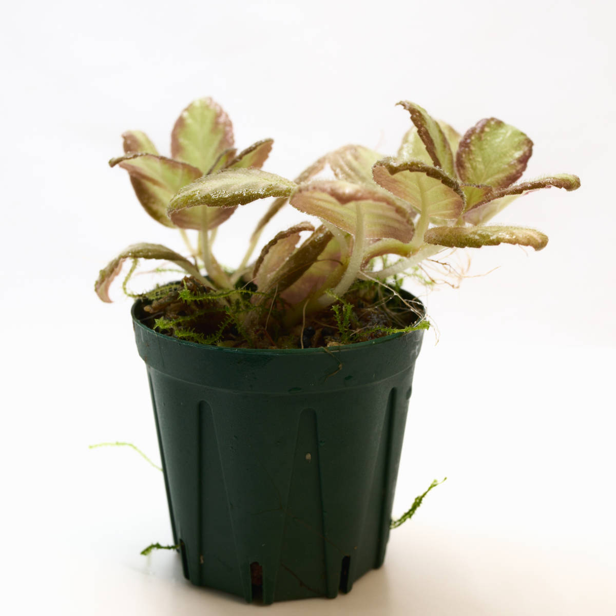 【観葉植物】 エピスシア クプレアータ 1ポット 画像の株 (Episcia cupreata) ②_画像4