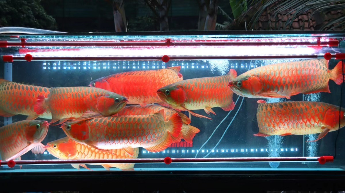 最近注文増えてます　1200水槽用(112㌢)　安心安全の日本仕様　MAYIN LED 観賞用ライト　マイン　マインライト　100V アロワナ　金魚_画像2