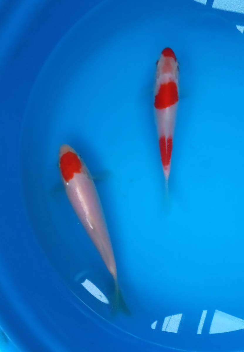 Furusawa Fish Field Тщательно отобранное любимое красное и белое и коричневое сперма Красный и белый 15-17 см 2 хвоста в этом году