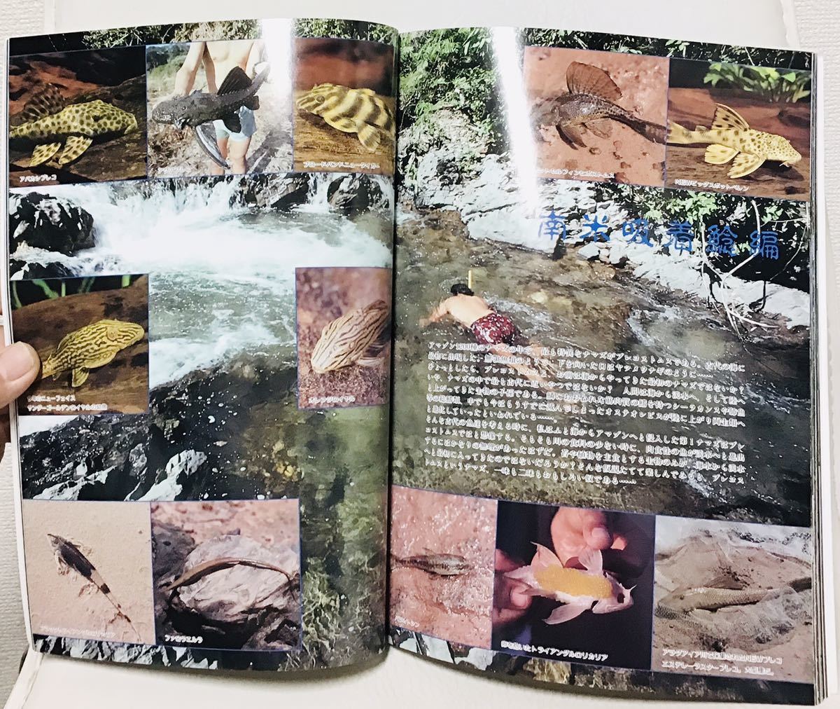 アクアマガジン 第27号 1995 AUTUMN ⑫　不可思議大陸 アマゾニア Ⅳ アマゾニア 八景 アマゾニア 漁人記 ナマズ 大陸 ア_画像8