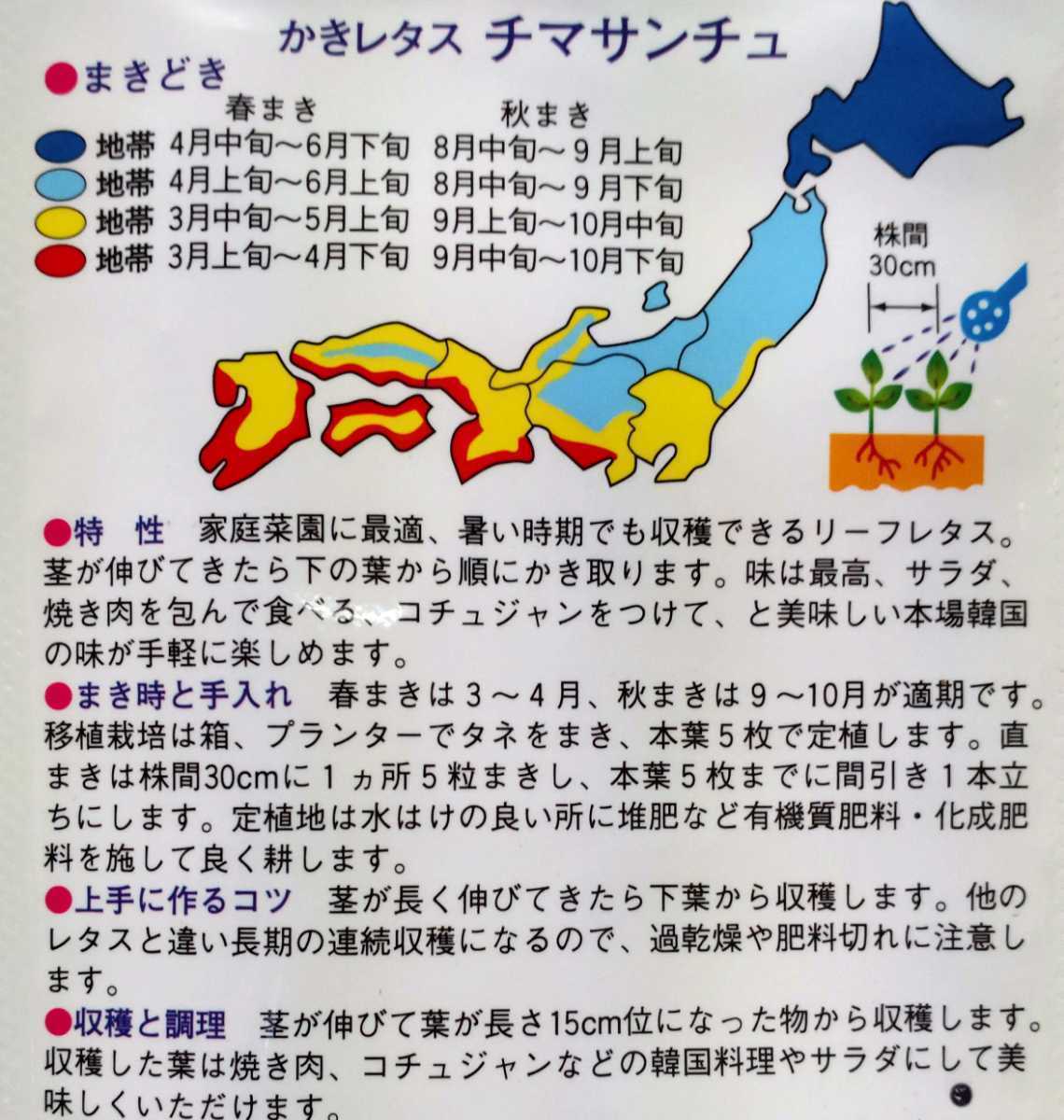 青チマサンチュの種子 60粒 焼肉レタス【2024.3】リーフレタス♪_画像2