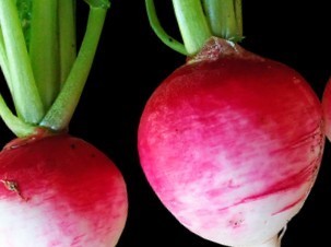 長崎赤かぶの種子 100粒 赤白カブ 【2024.4】直径10cm程に成長する赤紫色の 蕪_画像1