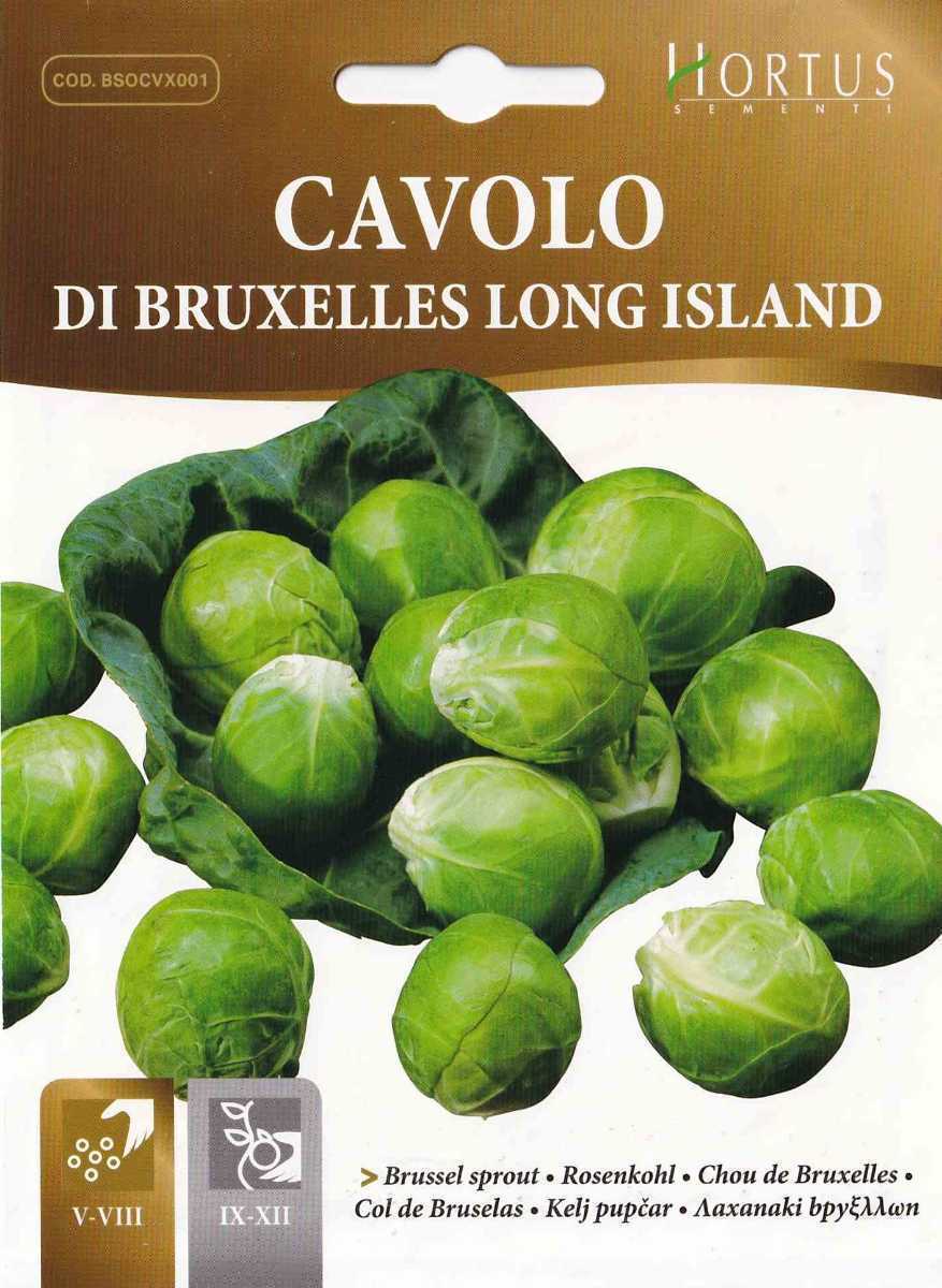 芽キャベツの種子 30粒 DI BRUXELLES LONG ISLAND 【2024.12】 ブリュッセルスプラウト 固定種_画像4