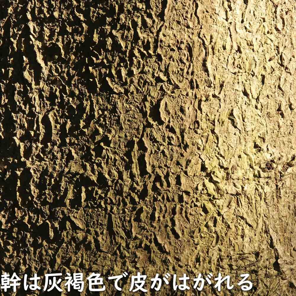  Japanese horse-chestnut 0.3m 10.5cm pot seedling 