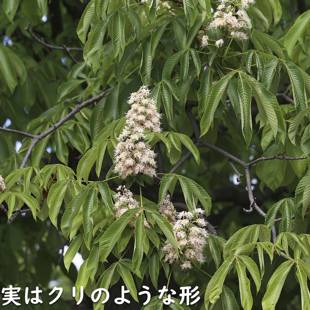  Japanese horse-chestnut 0.3m 10.5cm pot seedling 