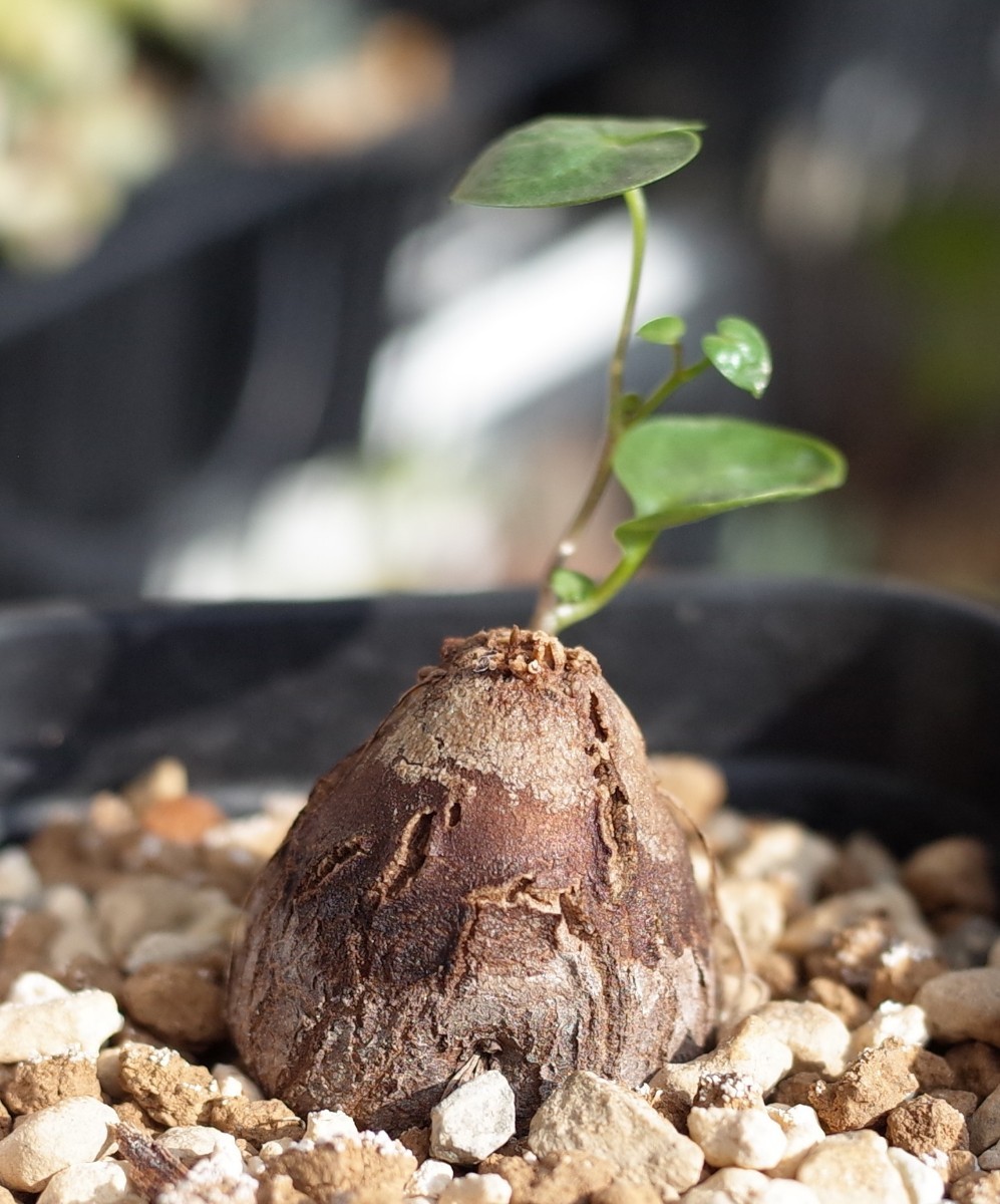 アフリカ亀甲竜 実生株 Dioscorea elephantipes 8cm鉢 検索用 コーデックス 塊根植物 _画像1