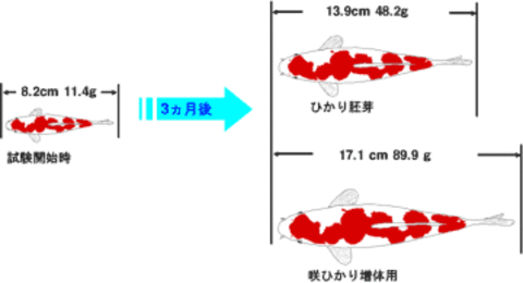 ★キョーリン　咲ひかり(浮上) 朱雀S 400g + 増体用S 400g MIX メール便　魚用　極上　エサ　錦鯉　金魚　メダカ　熱帯魚　_画像10